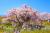 三春の滝桜と鶴ヶ城の桜めぐり【北コース】